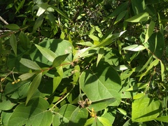 Blepharocalyx salicifolius