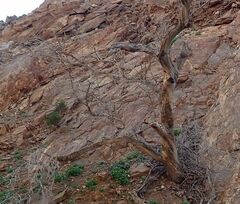 Parkinsonia florida