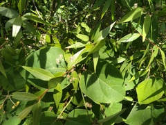 Blepharocalyx salicifolius