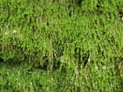 Ptychostomum pseudotriquetrum