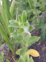 Pombalia calceolaria