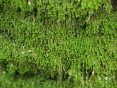 Ptychostomum pseudotriquetrum