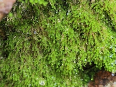 Ptychostomum pseudotriquetrum