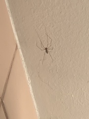 Pholcus phalangioides