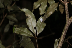 Heritiera trifoliolata