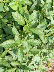 Alternanthera
