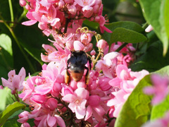Apinae