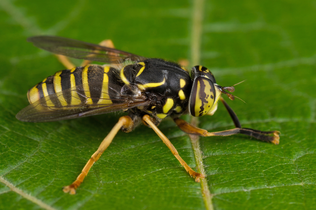 Spilomyia manicata
