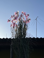Papilionanthe