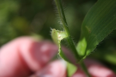 Dichanthelium latifolium