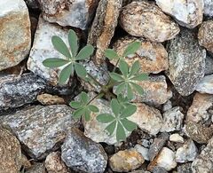 Lupinus arizonicus