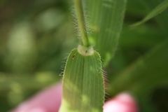 Dichanthelium latifolium