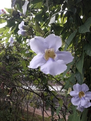 Thunbergia laurifolia