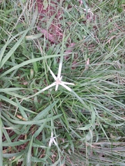 Rhynchospora nervosa