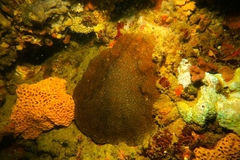 Coscinaraea mcneilli