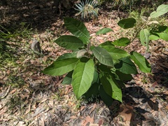 Astrotricha latifolia