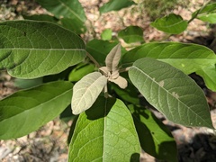 Astrotricha latifolia