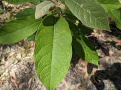 Astrotricha latifolia