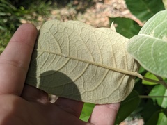 Astrotricha latifolia