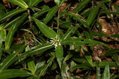 Pollia crispata