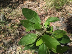 Astrotricha latifolia