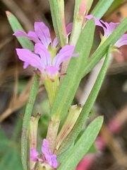 Lythrum hyssopifolia