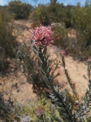 Leucospermum calligerum