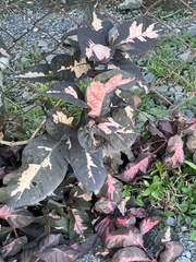 Graptophyllum