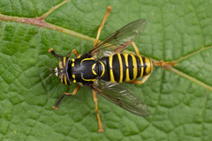 Spilomyia manicata