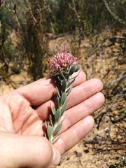 Leucospermum calligerum