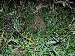 Rhinella horribilis