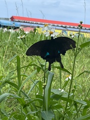 Papilio hermosanus