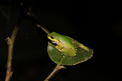 Ranoidea pearsoniana