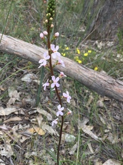 Stylidium graminifolium