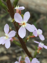 Stylidium graminifolium