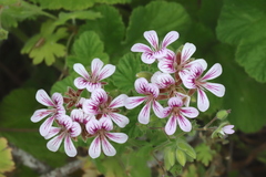 Pelargonium