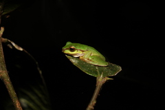 Ranoidea pearsoniana