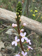 Stylidium graminifolium