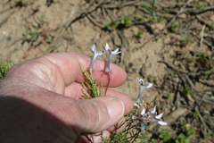 Cyphia longipedicellata