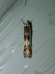 Blastodacna