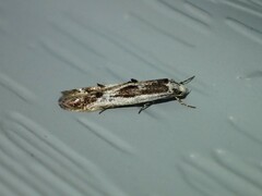 Blastodacna