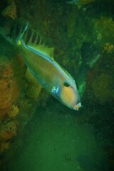 Meuschenia freycineti