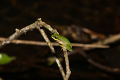 Ranoidea pearsoniana