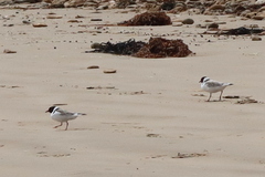 Thinornis cucullatus