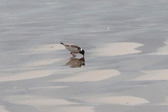 Thinornis cucullatus