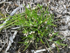 Laxmannia orientalis