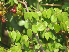 Synaptolepis oliveriana