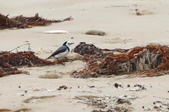 Epthianura albifrons