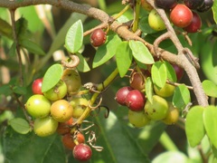 Smilax anceps