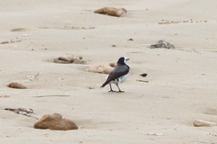 Epthianura albifrons